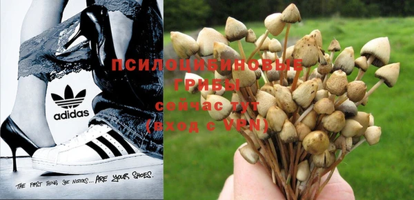 прущие грибы Лагань